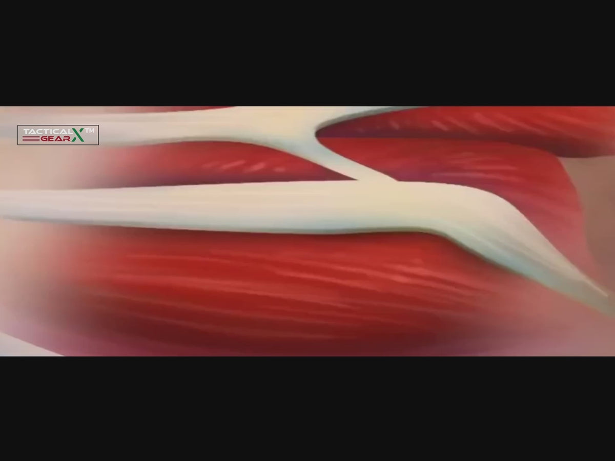 Different muscle fibres, one practical guide